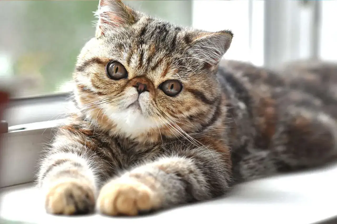 En exotisk katt med randig p&auml;ls och stora, runda &ouml;gon ligger avslappnat och tittar rakt fram.