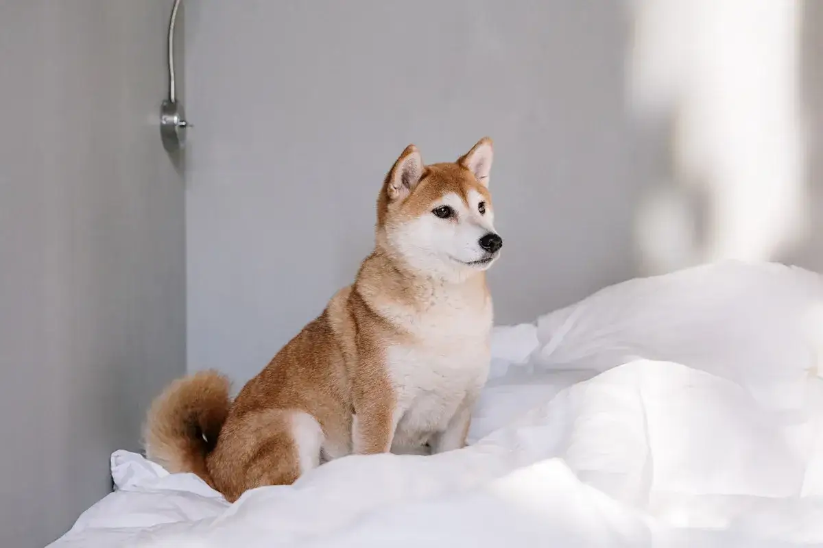 En s&ouml;t shiba sitter p&aring; en vit, skrynklig s&auml;ng. Kanske &auml;r det en 