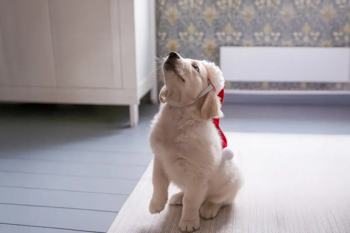 S&ouml;t golden retriever-valp med tomteluva, som en pepparkakor hund som v&auml;ntar p&aring; julklappar.