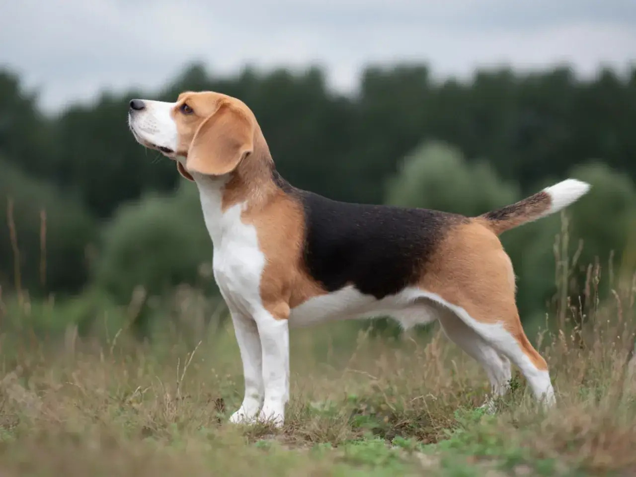 En stolt beagle hundras står i gräset och spanar ut över landskapet.