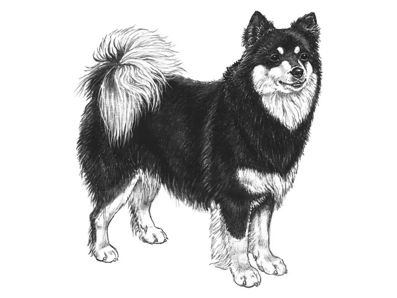Teckning av en finsk lapphund med fluffig svans. En frisk finsk lapphund vikt &auml;r viktig f&ouml;r dess v&auml;lm&aring;ende.