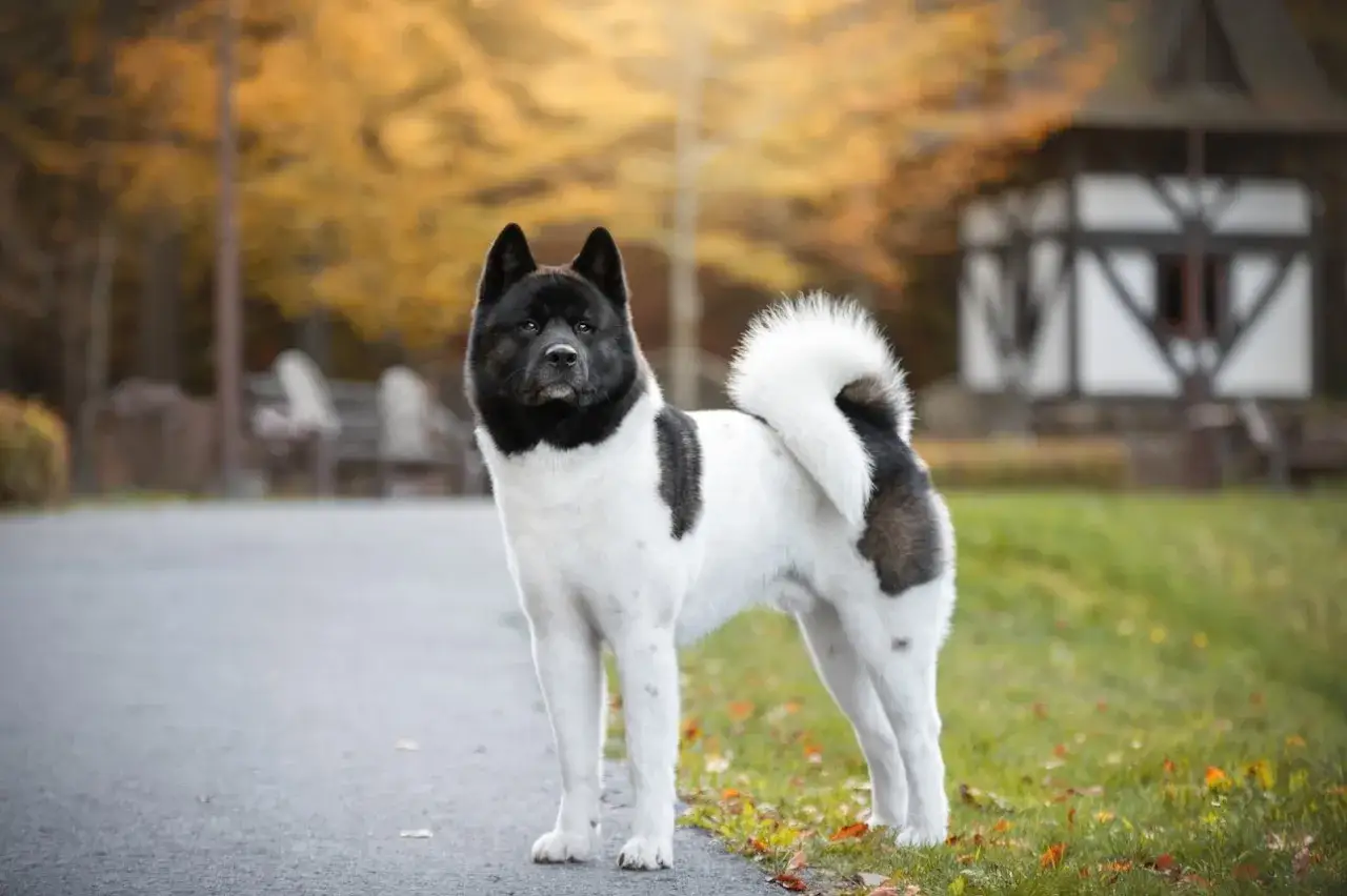 En st&aring;tlig Akita, en av de japanska hundarna, poserar stolt i h&ouml;stlandskap.