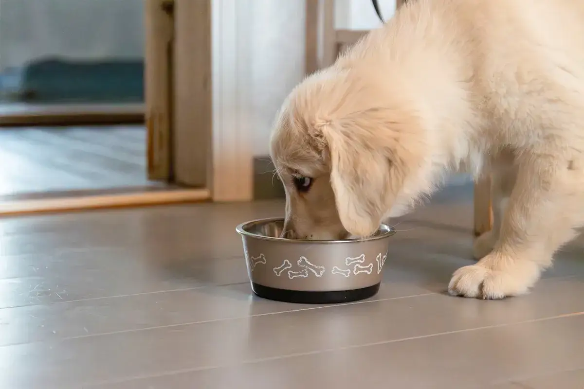 En söt golden retriever-valp äter ur sin matskål. Frågan är hur mycket torrfoder till valp som är lagom för att den ska växa sig stor och stark.
