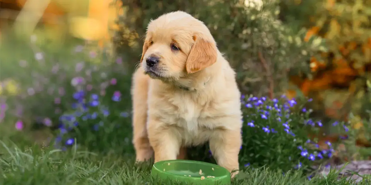 En s&ouml;t golden retriever valp, som visar sin framtida golden retriever storlek, st&aring;r bredvid en gr&ouml;n matsk&aring;l i en blommig tr&auml;dg&aring;rd.