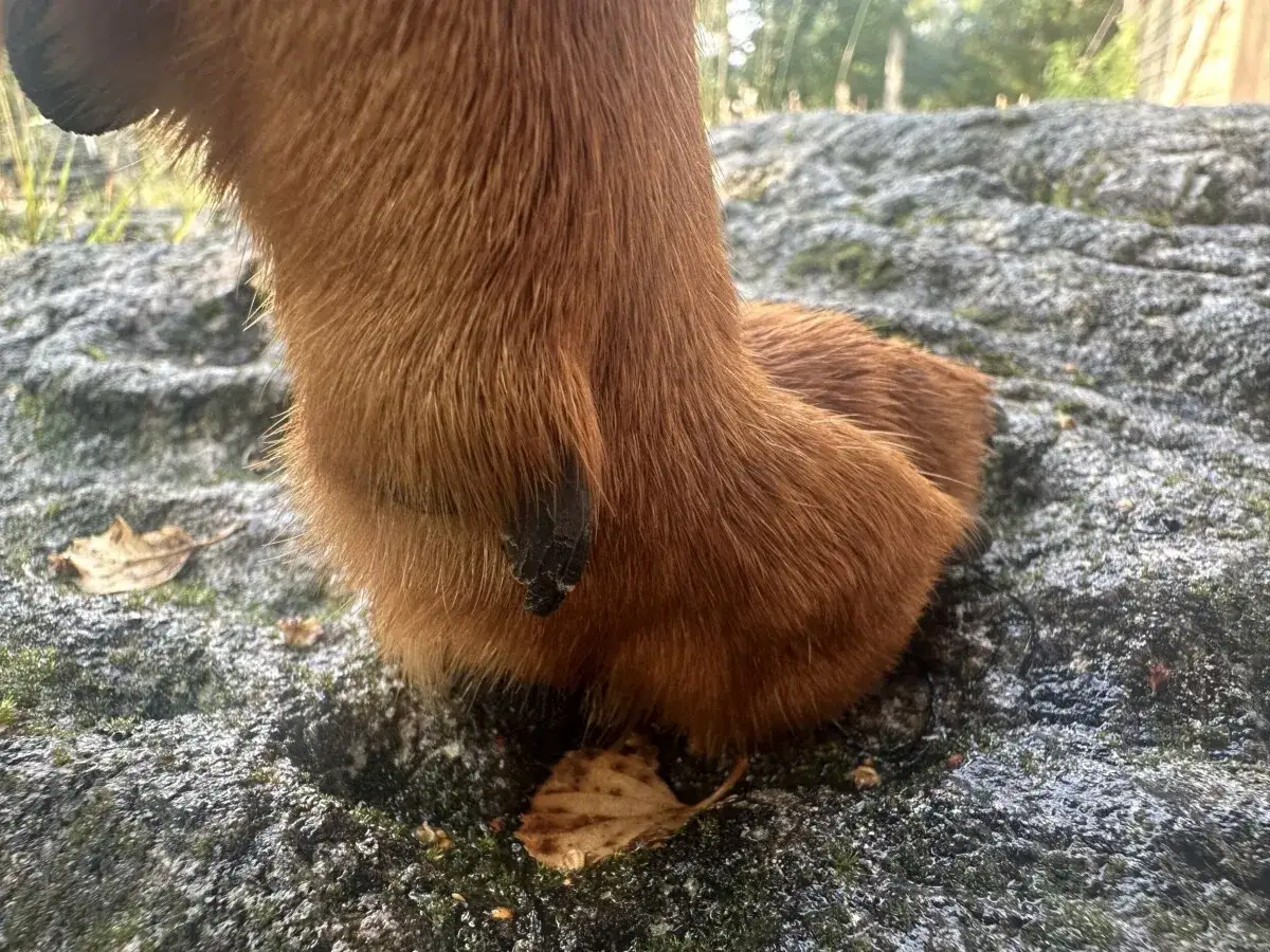 En brun hundtass vilar p&aring; en mossig sten. Man kan undra hur m&aring;nga t&aring;r en hund har n&auml;r man ser denna tass.