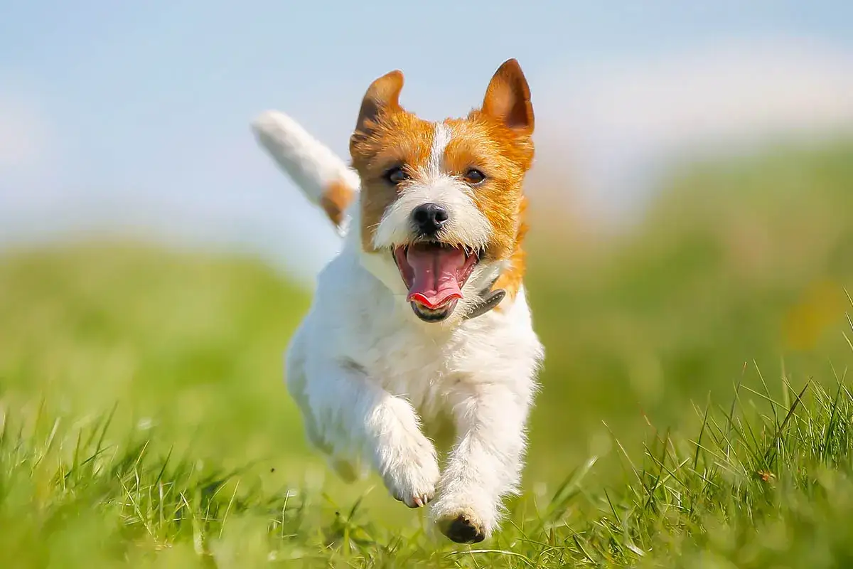 Glad Jack Russell-terrier springer i gr&auml;set. Ett perfekt hundnamn f&ouml;r en tjej som &auml;lskar att springa!