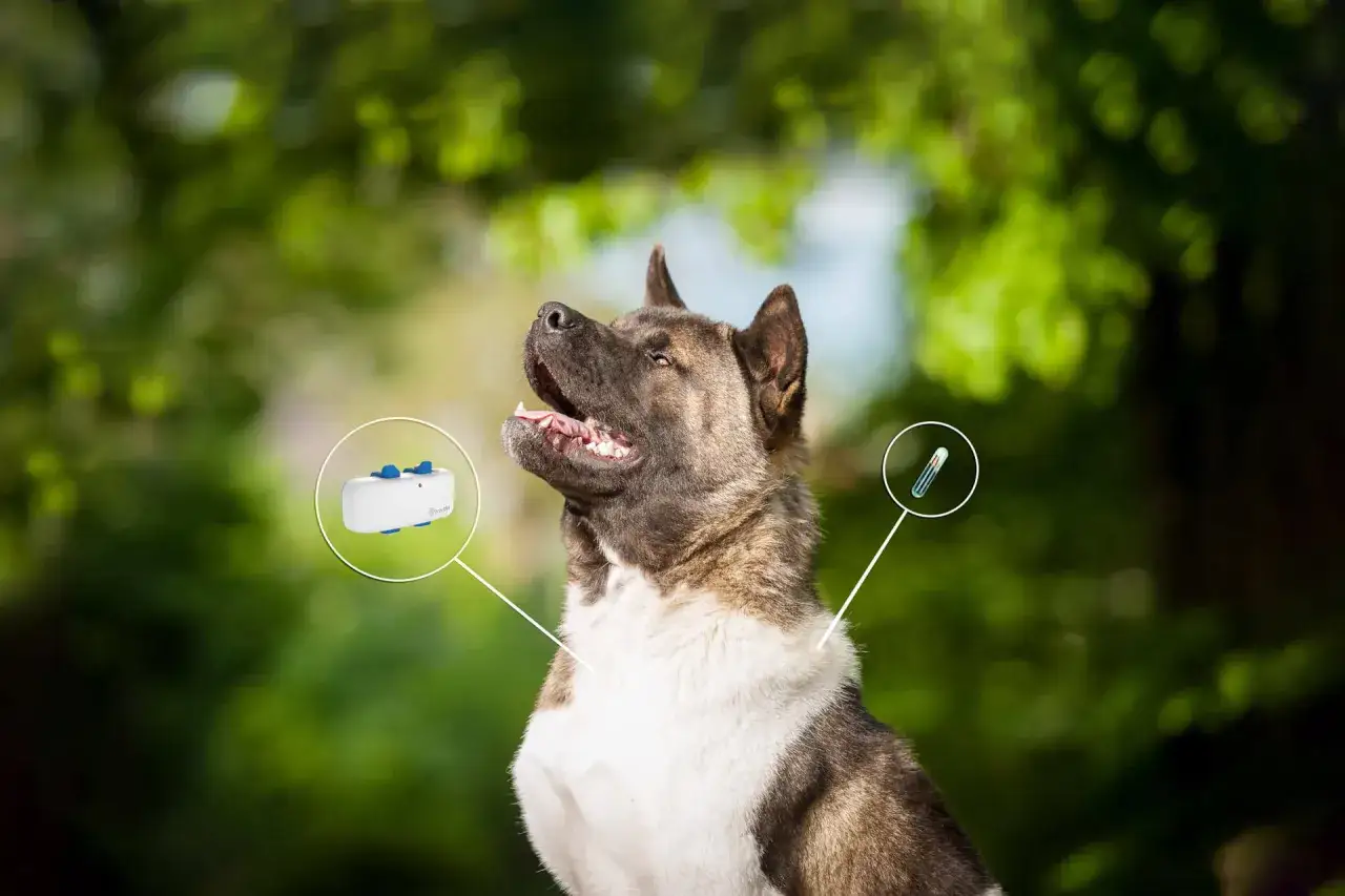 En st&aring;tlig hund med chip och GPS-s&auml;ndare, redo att hittas om den mot f&ouml;rmodan skulle bli bortsprungen.