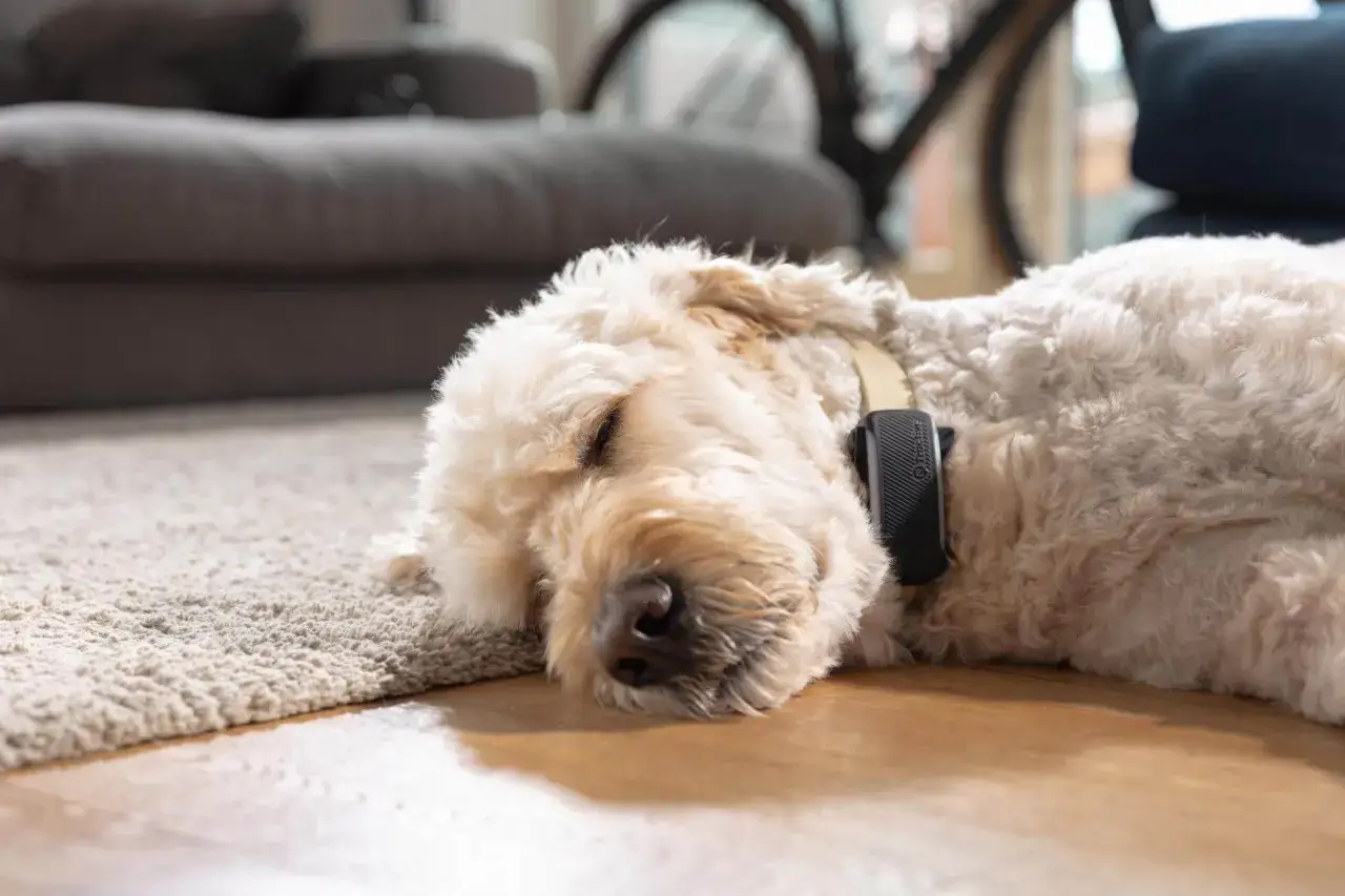 En fluffig hund sover djupt på mattan, kanske drömmer om att jaga ekorrar. Man kan nästan höra hur hunden snarkar lite.