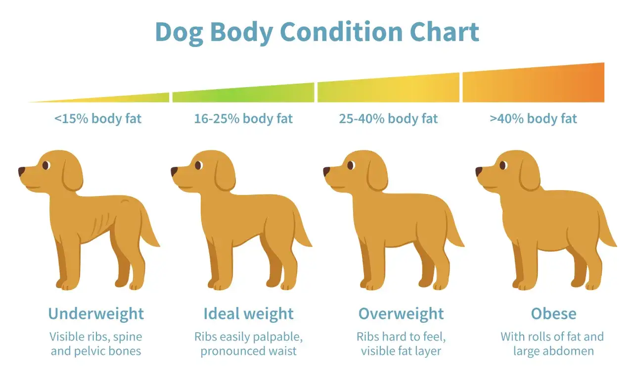 Diagram som visar hundars hull: underviktig, idealvikt, &ouml;verviktig, fet. Hj&auml;lper dig att f&aring; hund att g&aring; upp i vikt.