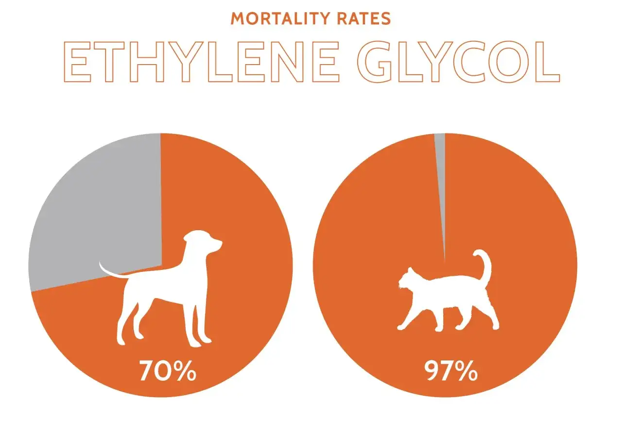 Diagram visar d&ouml;dlighet av glykol. Hundar 70%, katter 97%. Glykol motgift &auml;r viktigt f&ouml;r att r&auml;dda liv.