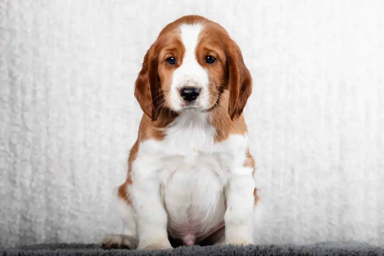 Söt welsh springer spaniel-valp. Inga nackdelar med denna lilla krabat, bara ren glädje!