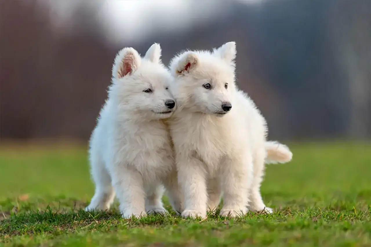 Två fluffiga, vita hundvalpar står tätt intill varandra på en grön gräsmatta. De ser ut som en frisk hundras, redo för äventyr.