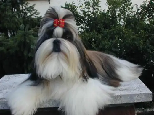 Shih tzu temperament - Förstå din hunds personlighet