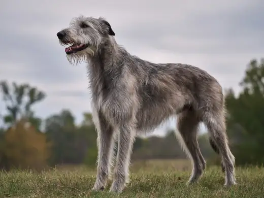 Varghund - Välj rätt: Irländsk, Skotsk Hjorthund eller Borzoi?