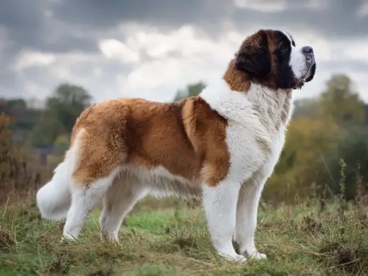 Sankt bernhardshund - Är den rätt för dig? Omfattande guide