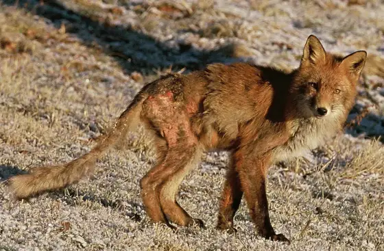 Skabb hos hund – Se tecknen & när du bör agera