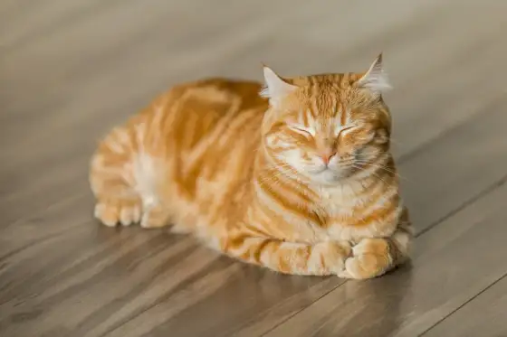 Kattunge pris 2026 - Vad kostar en kattunge egentligen?