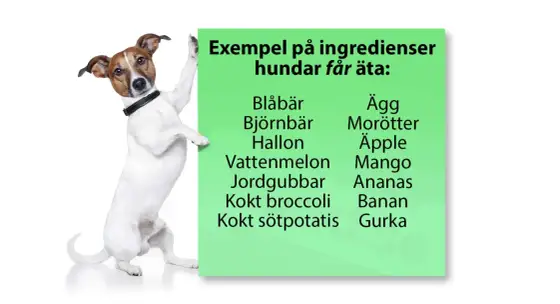 Kan hundar äta morötter? Så ger du dem säkert!