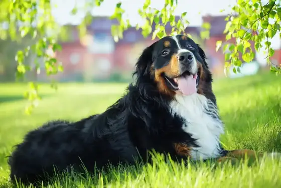 Berner sennenhund - Passar den dig? Allt om rasen!