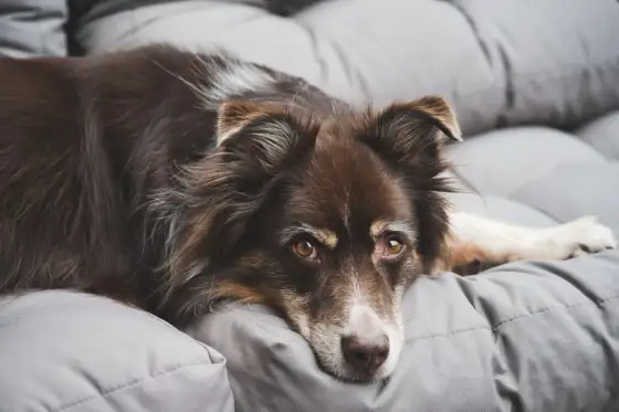 Hotell med hund - Din guide till en stressfri vistelse