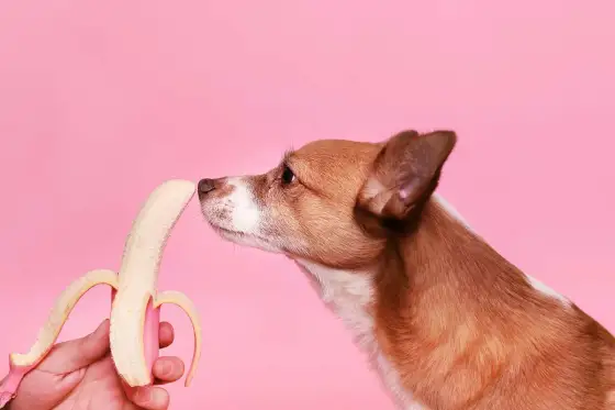 Kan hundar äta banan? Säkra mängder & risker för din hund