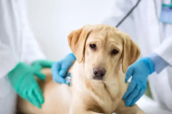 Parainfluensa hund - Symtom, smitta och när veterinär behövs