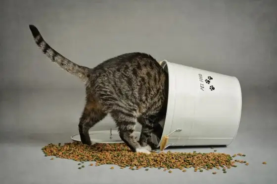 Underviktig katt - Orsaker, risker och säker viktuppgång