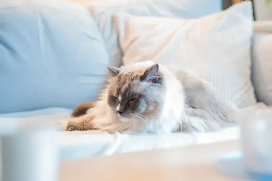 Vad kostar det att chippa en katt? Prisguide & tips