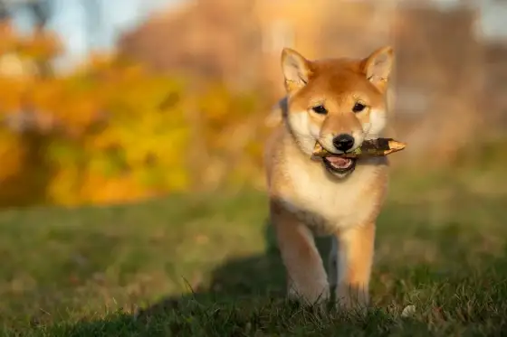 Vad kostar en hund i Sverige? Se budgeten för 2026!