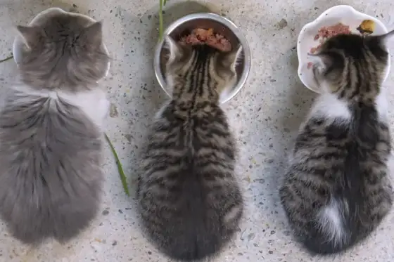 Hur mycket mat ska katten ha? – Räkna rätt för en frisk katt