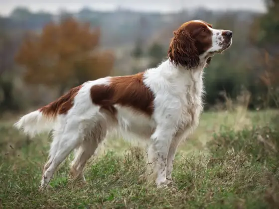 Welsh springer spaniel: Rasguide för aktiv familjehund