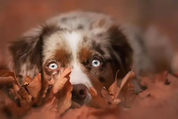 En hund med isblå ögon kikar fram bakom höstlöv. Denna ekollon hund njuter av hösten.
