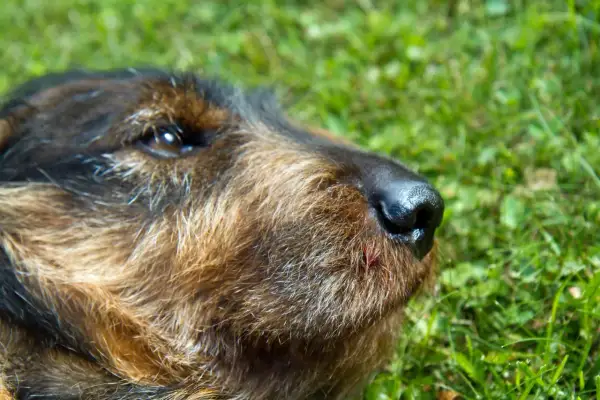 En hund med en svullen tass vilar i gräset.