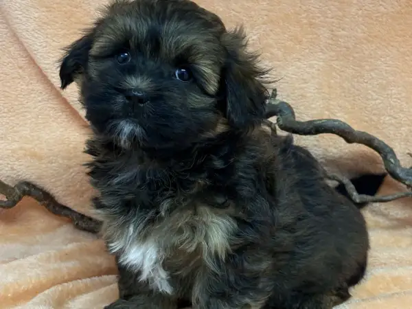 En söt bichon frisé svart valp med stora ögon sitter på en mjuk, persikofärgad filt.