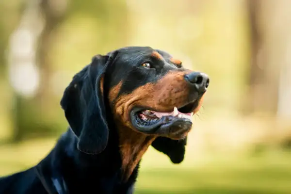 En stilig svart och brun hund med öppen mun, redo för ett äventyr. Kanske en hund att låna för en dag i parken?