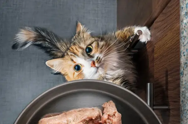 En katt med stora ögon tittar ner på en skål med helfoder.
