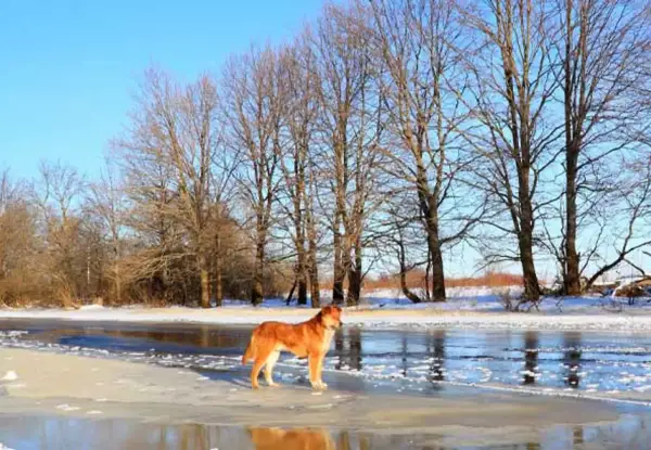 En vacker vinter hund står på isen vid en frusen sjö, omgiven av kala träd under en klarblå himmel.