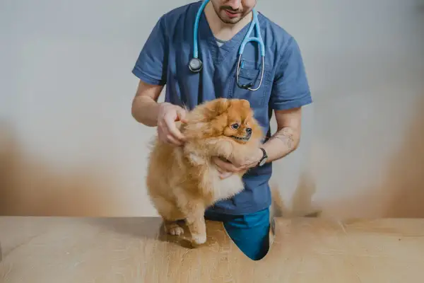 Veterinär undersöker en fluffig Pomeranian, kanske för att utreda en kvalsterallergi hund.