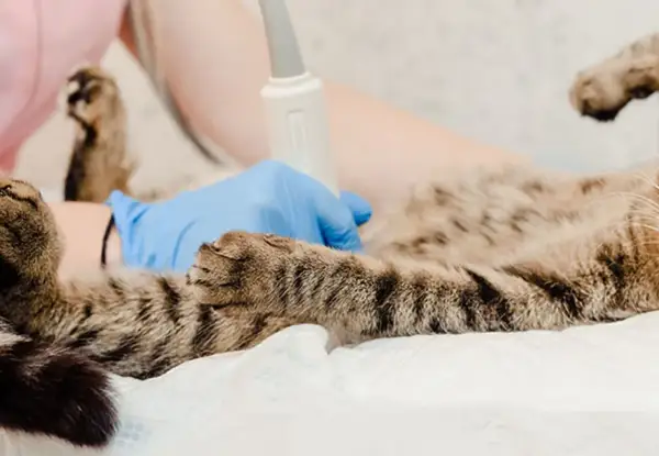En veterinär gör ultraljud på en gravid katt för att se hur ungarna mår.