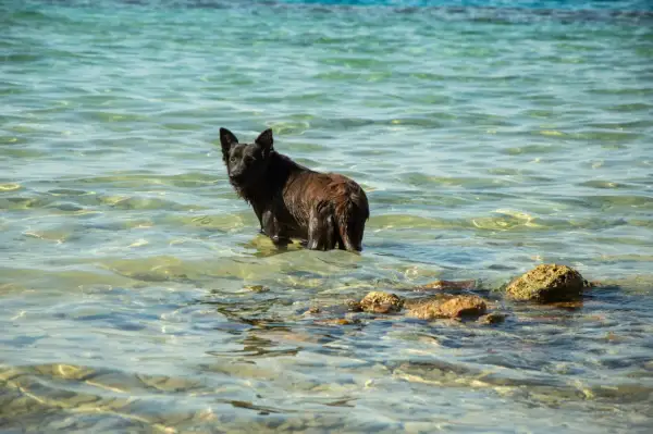 En mörk, blöt hund står i det klara vattnet, en riktig vattensvans hund som njuter av en svalkande stund vid havet.