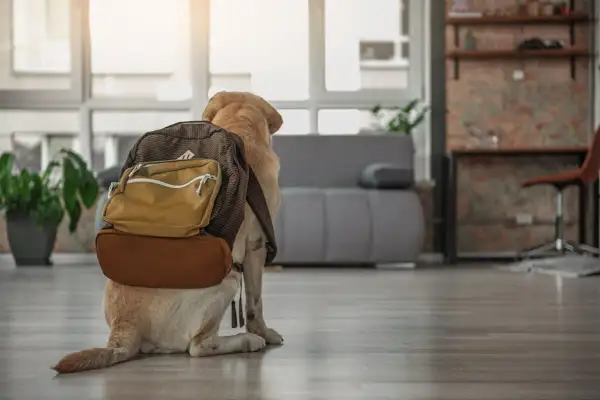 En hund med ryggsäck redo för äventyr. Undrar vad kostar hundpensionat?