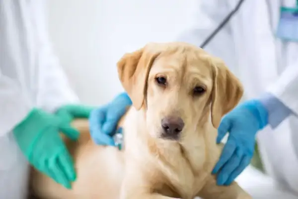 En gul labrador undersöks av veterinär med stetoskop. Hunden kan ha parainfluensa.