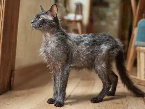 Grå katt med tunn päls, som om den tappar hår, står på ett trägolv och tittar ut.