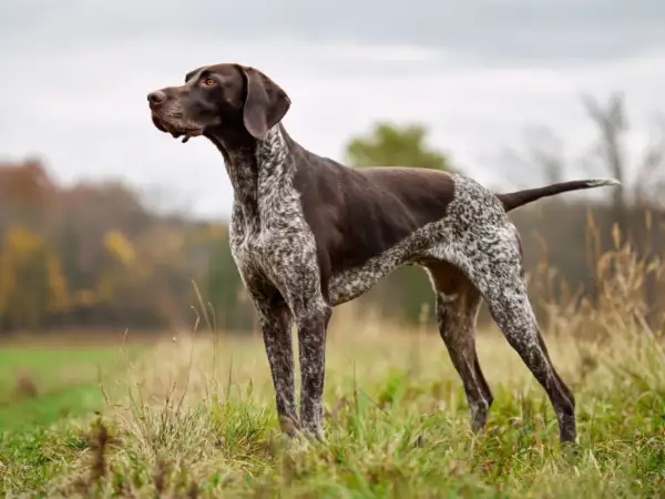 En brunvit hund står i ett gräsigt fält. Hur många hårstrån har en hund? Det är omöjligt att räkna, men denna hund ser ut att ha en vacker päls.
