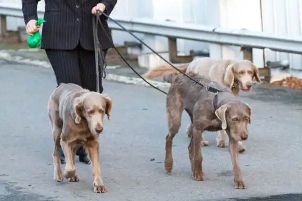 Person i kostym går med tre hundar i koppel. Koppeltvång hund är viktigt för att alla ska trivas.