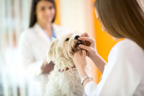 Veterinär undersöker en hunds tänder. Hunden ser ut att snusa lite på undersökningen.