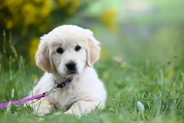 En söt golden retriever-valp med lila koppel, redo för promenader. Djurskyddslagen hund garanterar dess välmående.