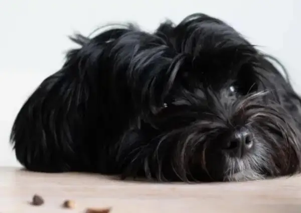 En svart, lurvig hund ligger utsträckt på ett trägolv. Den ser lite trött ut, kanske för att den hund fiser illa.