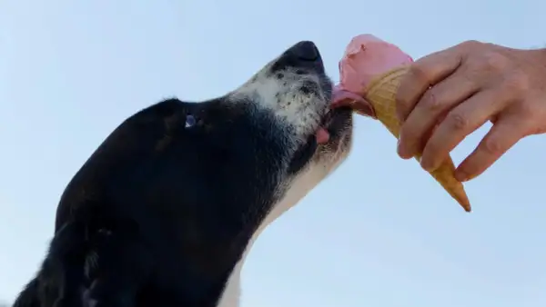 En hund njuter av en rosa glass. En hand håller strutten med glass till hunden.