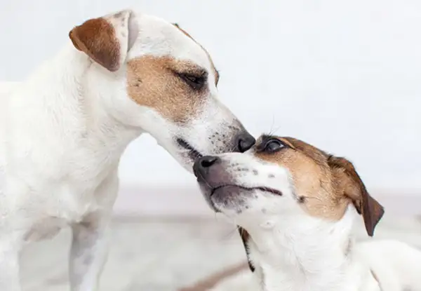 Två jack russellterrier nosar på varandra. Drömmen att starta kennel känns närmare med dessa charmiga hundar.